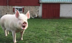 Вспышка АЧС зарегистрирована в Луганской области