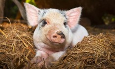 Новые вспышки АЧС зафиксированы в Одесской области