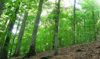 Порошенко поручил Кабмину разработать ряд мер по обеспечению развития лесов и заповедников