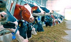 МинАПК: ЕС может разрешить экспорт украинской говядины в 2019 году