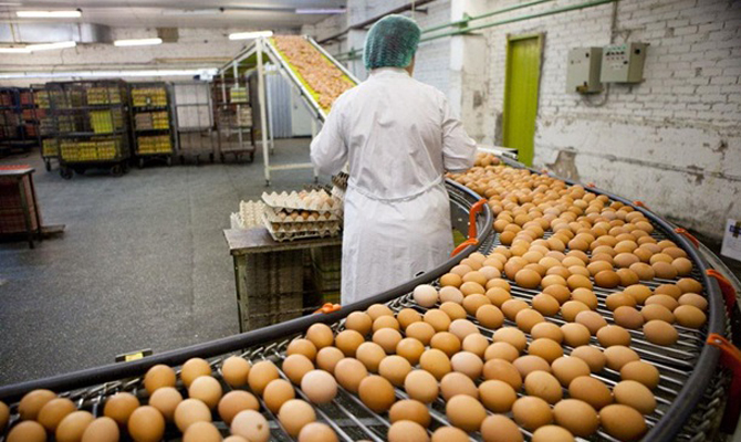 Украина в полтора раза нарастила экспорт яиц