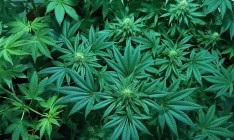 В Грузии разрешили употребление марихуаны