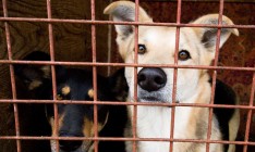ЕС выделил 90 тыс. евро украинскому приюту для животных