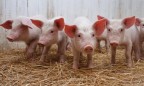 Беларусь ограничила ввоз свиней из четырех областей Украины