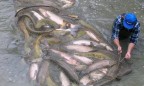 Браконьеры наловили рыбы на 89 миллионов