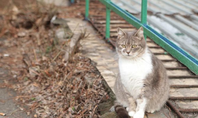 В Одессе запретили отлов бездомных котов
