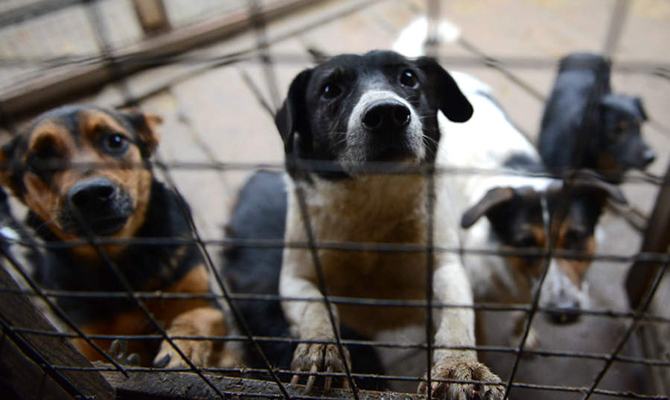 Киевсовет выделил 192 млн гривен на создание центра защиты животных