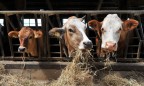 Продукция животноводства в Украине подорожала более чем на треть