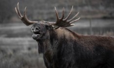 Минэкологии внесло лося в Красную книгу