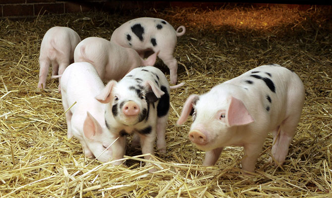 Евросоюз решил взыскать с России €1,4 млрд за эмбарго на ввоз свинины