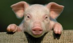 ЕС потребовал от России €1,4 млрд в год за запрет импорта свинины