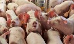 Украина утратила статус эспортера свинины