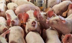 Украина утратила статус эспортера свинины