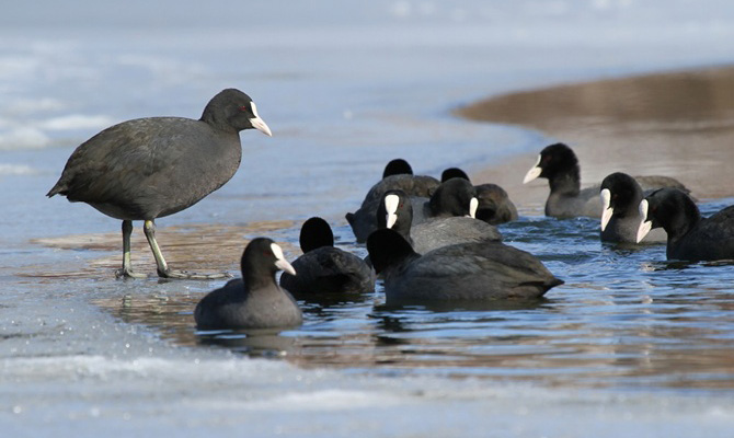 На Херсонщине сожгли 9 тысяч тушек птиц, погибших в Черном море