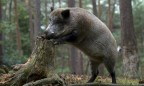 Фермеры Германии требуют уничтожить 70% диких кабанов из-за АЧС