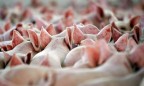 Поголовье свиней в Украине стремительно уменьшается