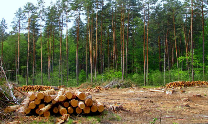 Гослесагентство приостановило рубки в карпатских пралесах