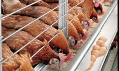 Украина вошла в топ-10 производителей яиц в мире