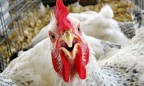 За январь Украина увеличила экспорт мяса птицы в 1,8 раза