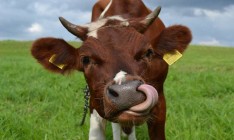 Кабмин будет доплачивать за содержание коров