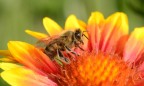 Украина поможет Канаде восстановить популяцию пчел