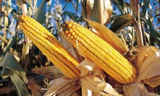 Китай начал покупать кукурузу в Украине вместо США, – Reuters