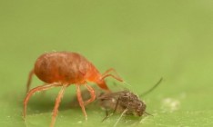 Улитки, пчелы и боевые клещи. Что известно о необычном экспорте из Украины