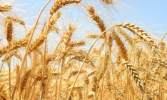 Украина экспортировала более 25 млн тонн зерновых