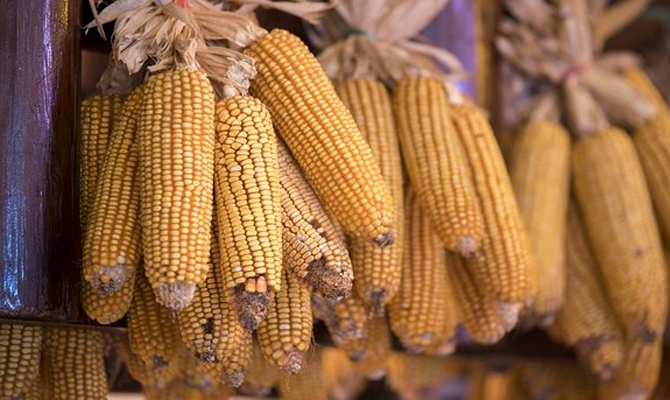 Экспортный потенциал кукурузы вырастет до 24 млн тонн