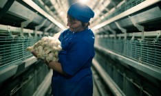 Птицекомплекс Авис начнет поставки яиц в ЕС