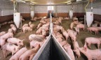 В Украине прогнозируют увеличение объемов забоя свиней