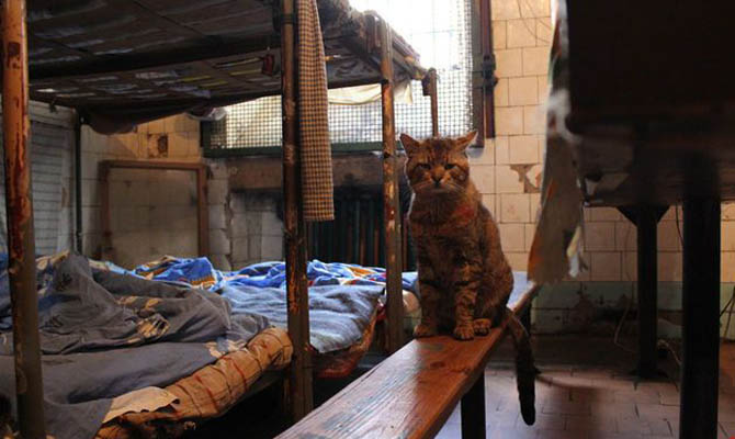 Год в украинских тюрьмах прошел без пыток, – Минюст