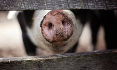 Еврокомиссия не поддерживает строительство ограждения от АЧС вдоль границ Польши