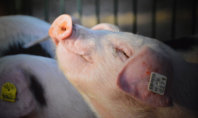 В Черниговской области зафиксировали новый случай АЧС