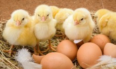 В Украине дешевеют яйца, но дорожает капуста