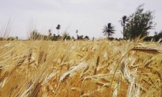 Украина экспортировала 2,9 млн тонн пшеницы на $500 млн в январе-марте