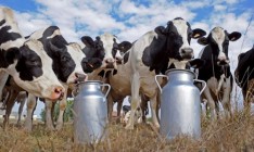 Молокоперерабатывающие заводы заподозрили в ценовом сговоре