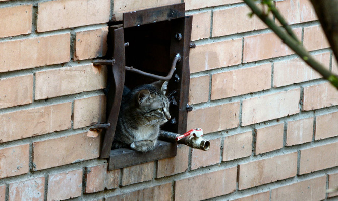 В Днепре бездомных котов признали частью экосистемы