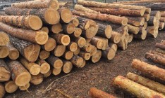 Данные Украины и ЕС по вывозу леса-кругляка разошлись в 250 раз