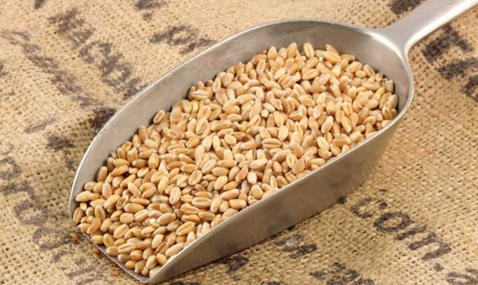 Прогноз мирового производства пшеницы снижен на 2 млн тонн