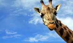 В Африке жираф убил известного кинорежиссера