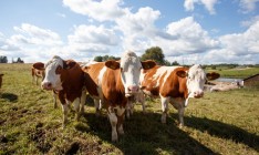 За год в Украине появилось 455 новых ферм