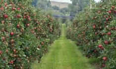 В Украине ожидают рост урожая плодово-ягодной продукции до 30%