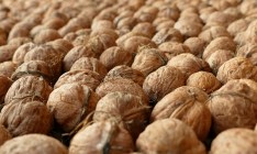 Украина экспортировала грецких орехов на $101 миллион