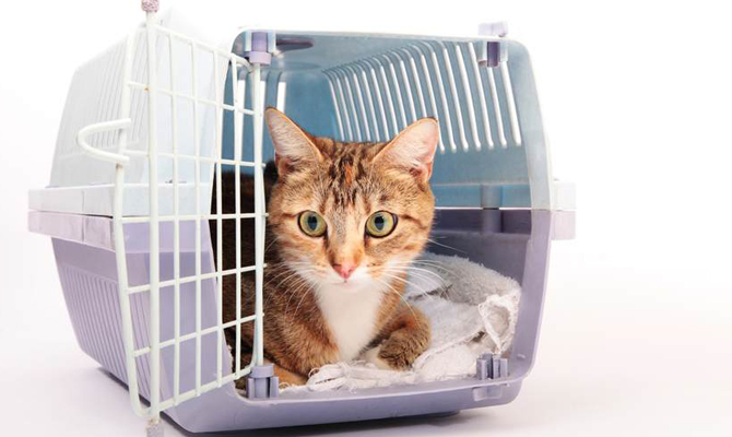 В Украине изменились правила на перевозку домашних животных