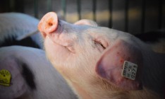 В Киевской области зафиксирован случай африканской чумы свиней