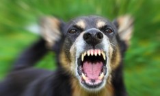 В Деснянском районе Киева ввели карантин из-за собачьего бешенства