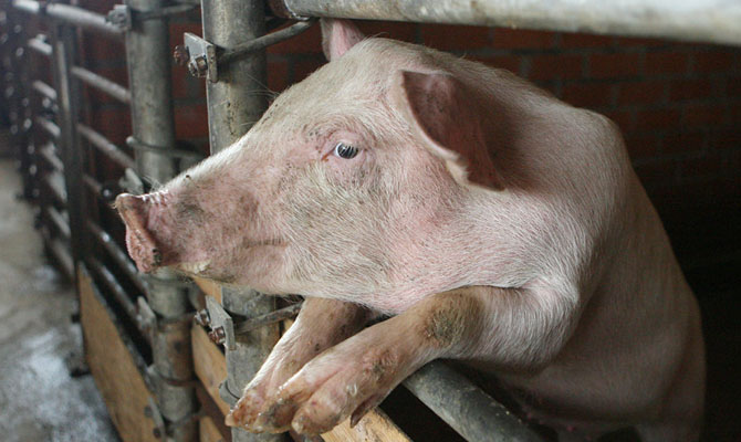 Новые вспышки АЧС зафиксированы еще в двух областях Украины