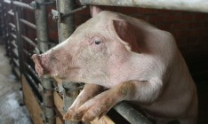 Новые вспышки АЧС зафиксированы еще в двух областях Украины