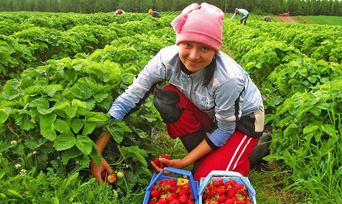 Сбор урожая клубники в Польше под угрозой из-за нехватки работников из Украины